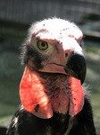 red-headed vulture (Sarcogyps calvus)