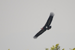 red-headed vulture (Sarcogyps calvus)