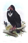 red-headed vulture (Sarcogyps calvus)