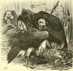 red-headed vulture (Sarcogyps calvus)