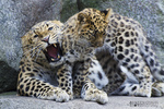 leopard (Panthera pardus)