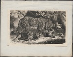 leopard (Panthera pardus)