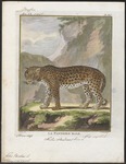 leopard (Panthera pardus)