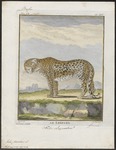 leopard (Panthera pardus)