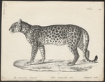 leopard (Panthera pardus)