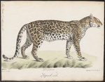 leopard (Panthera pardus)