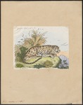 leopard (Panthera pardus)