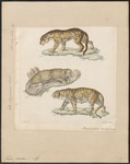 leopard (Panthera pardus)