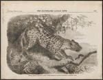 leopard (Panthera pardus)