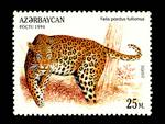 leopard (Panthera pardus)