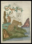 leopard (Panthera pardus)