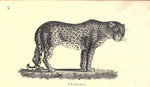 leopard (Panthera pardus)