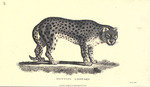 leopard (Panthera pardus)