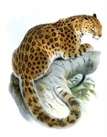 leopard (Panthera pardus)