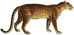 leopard (Panthera pardus)