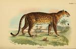 leopard (Panthera pardus)