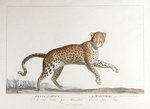 leopard (Panthera pardus)