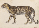 leopard (Panthera pardus)