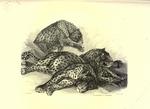 leopard (Panthera pardus)