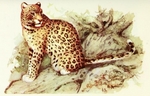 leopard (Panthera pardus)