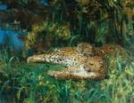 leopard (Panthera pardus)