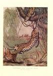 leopard (Panthera pardus): leopards attacking spotted deer (Axis axis)