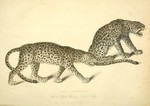 leopard (Panthera pardus)