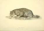 leopard (Panthera pardus)