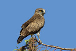 short-toed snake eagle (Circaetus gallicus)