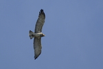 short-toed snake eagle (Circaetus gallicus)