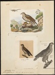 short-toed snake eagle (Circaetus gallicus)