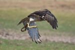 short-toed snake eagle (Circaetus gallicus)