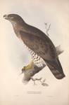 short-toed snake eagle (Circaetus gallicus)