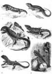 skink = sandfish skink (Scincus scincus), sand lizard (Lacerta agilis), Nile monitor (Varanus ni...