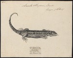 sand lizard (Lacerta agilis)