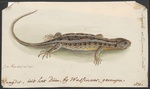 sand lizard (Lacerta agilis)