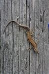 common wall lizard (Podarcis muralis)