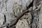 common wall lizard (Podarcis muralis)