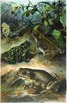 common toad (Bufo bufo), European green toad (Bufo viridis), natterjack toad (Bufo calamita), co...