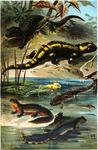 ...alpine salamander (Salamandra atra), alpine newt (Ichthyosaura alpestris)