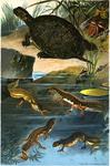 European pond turtle (Emys orbicularis), smooth newt (Lissotriton vulgaris), palmate newt (Lisso...