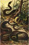 Aesculapian snake (Zamenis longissimus), smooth snake (Coronella austriaca)
