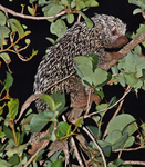 Brazilian porcupine (Coendou prehensilis)