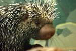 Brazilian porcupine (Coendou prehensilis)