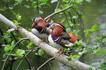 mandarin duck (Aix galericulata)