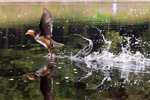 mandarin duck (Aix galericulata)