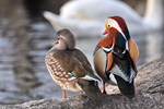 mandarin duck (Aix galericulata)