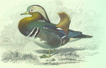 mandarin duck (Aix galericulata)