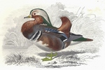 mandarin duck (Aix galericulata)