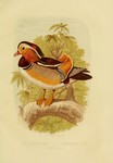 mandarin duck (Aix galericulata)